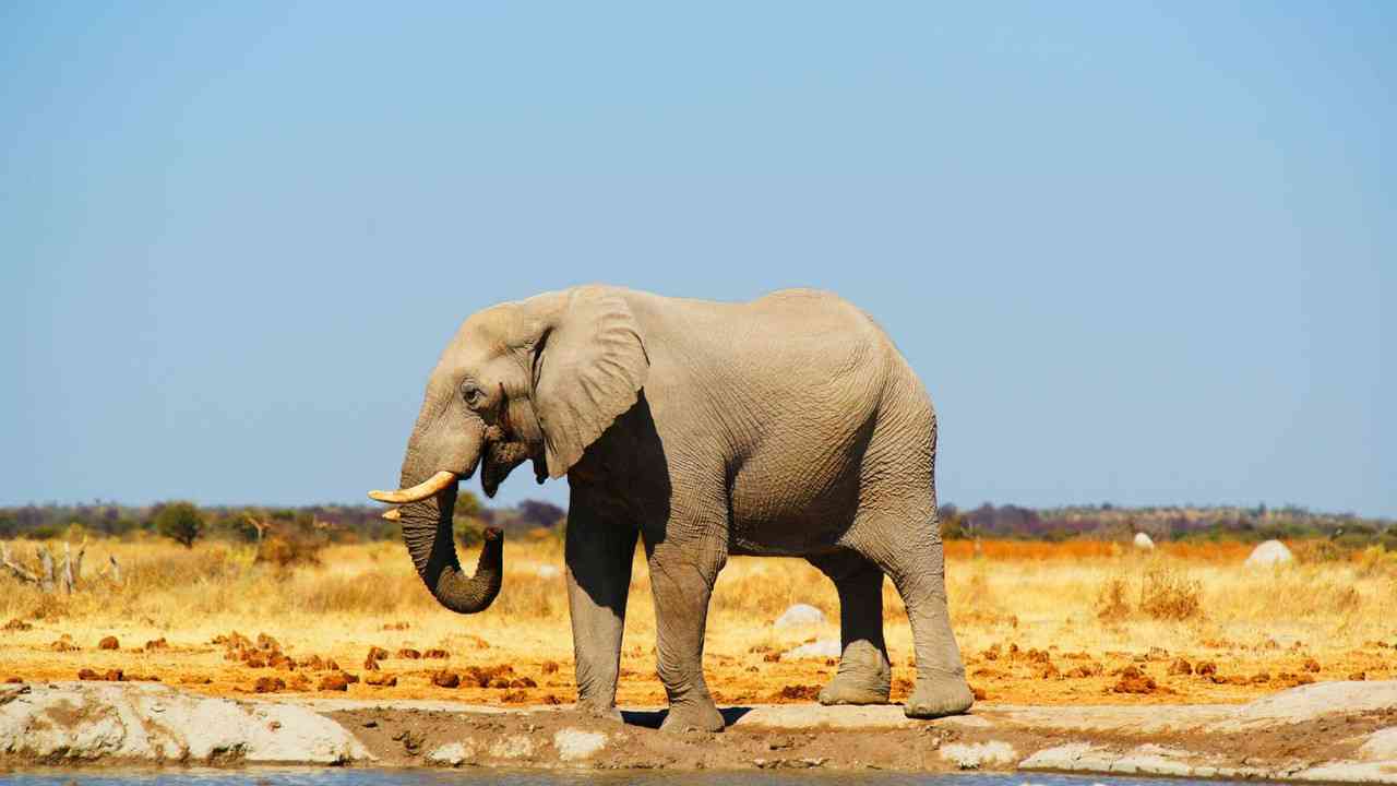 Rivermate | Botswana