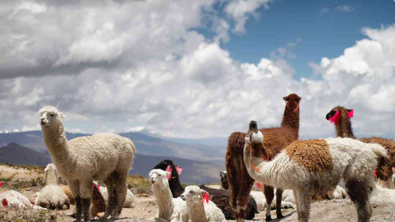 Rivermate | Peru