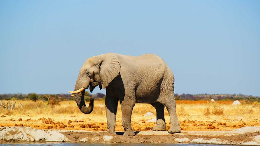 Rivermate | Botswana