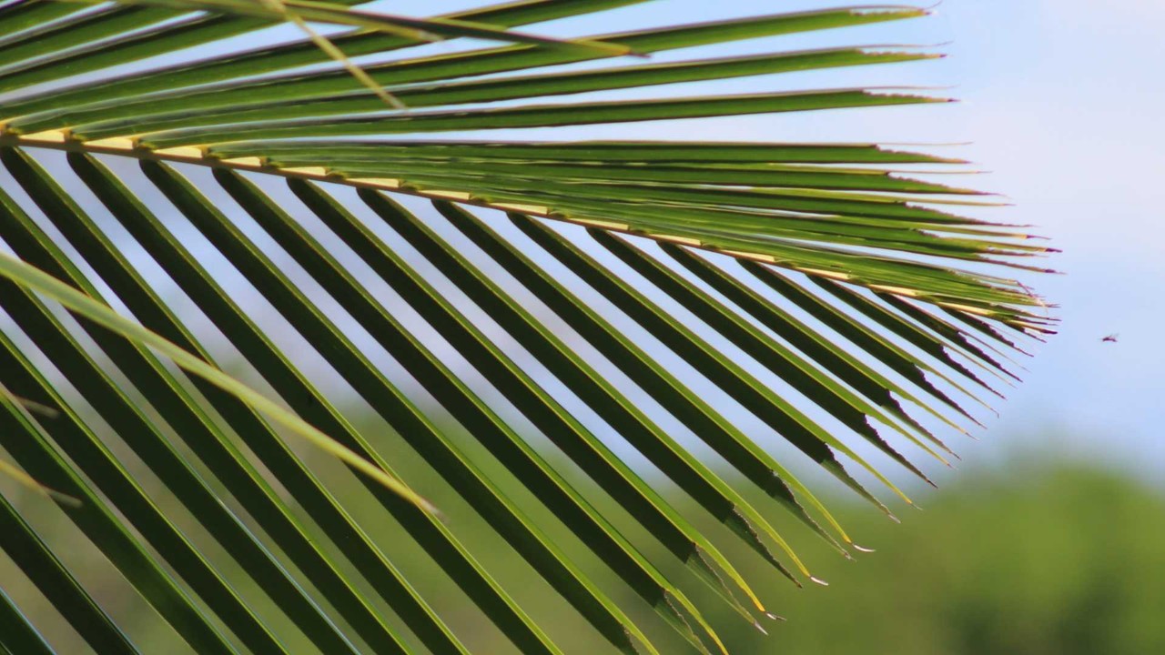 Samoa employer of record services - Professional landscape and business environment