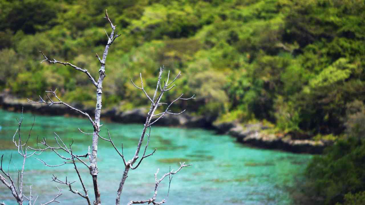 Rivermate | New Caledonia